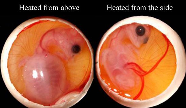 Движение эмбрионов черепах в яйце к источнику тепла