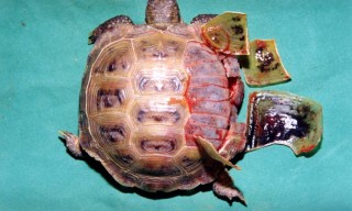 Сухопутная черепаха