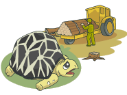 Уничтожения мест обитания и кладки яиц черепах