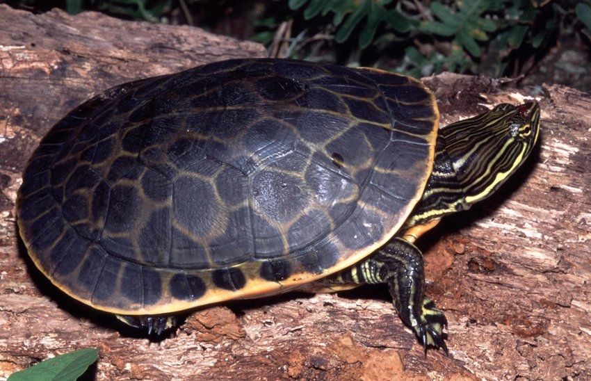 Длинношейная черепаха