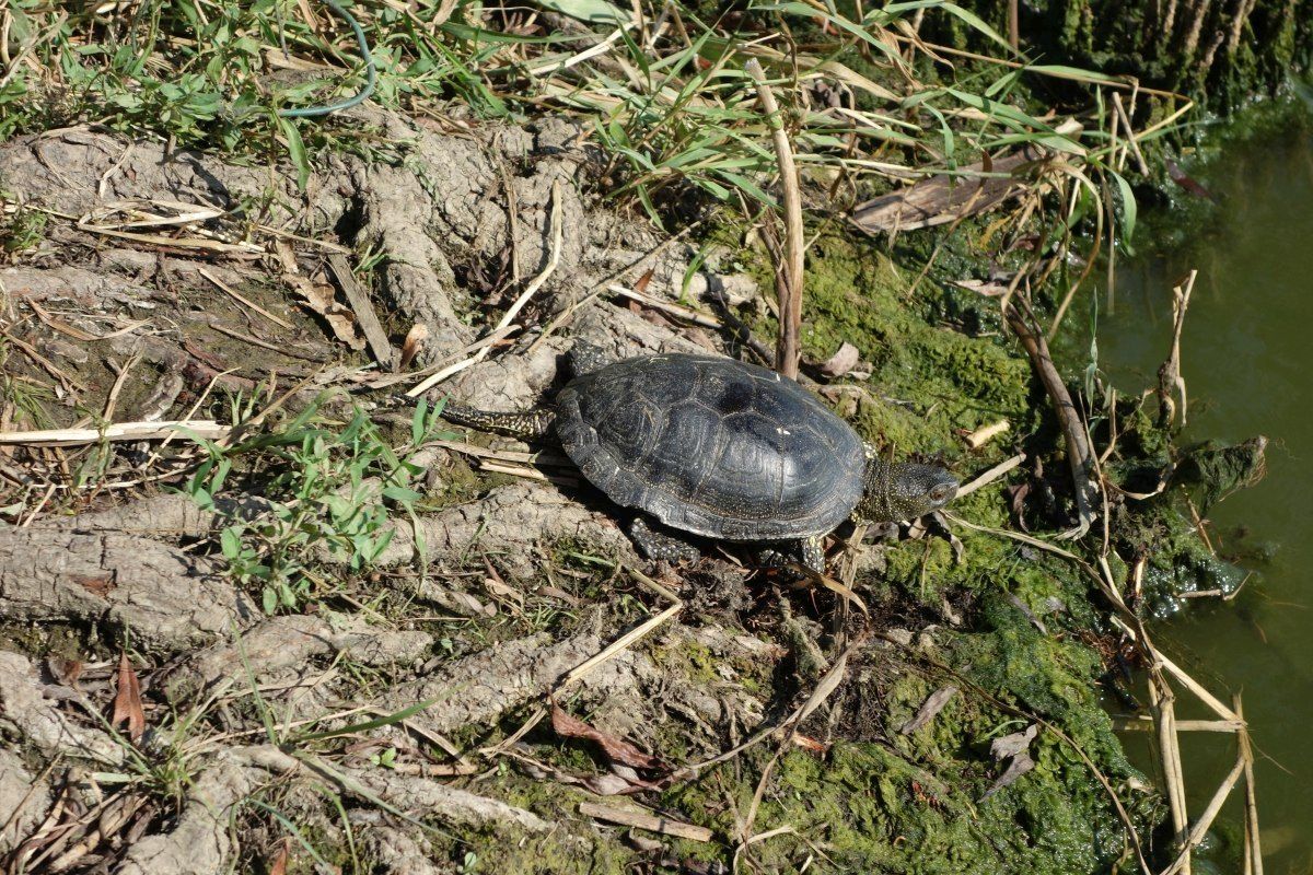 Выпуск на волю болотных черепах