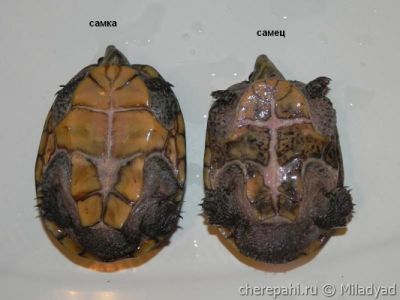 Мускусная черепаха - определение пола