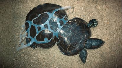 Защита черепах от мусора