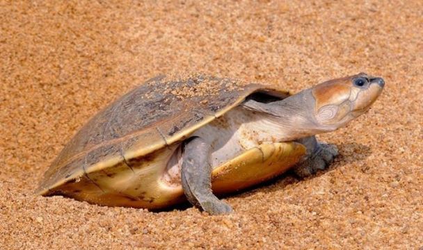Амазонская щитоногая черепаха