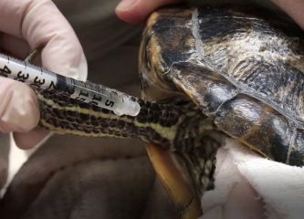 Внутримышечный укол черепахе
