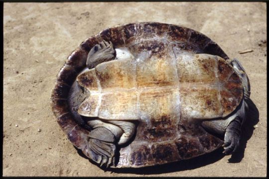 Черепаха Терекай