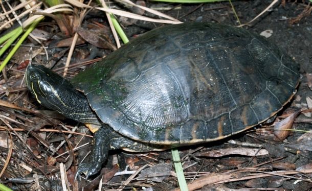 Pseudemys alabamensis (Алабамская краснобрюхая черепаха)