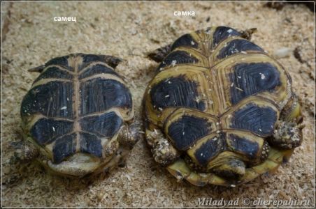 Среднеазиатская черепаха - определение пола