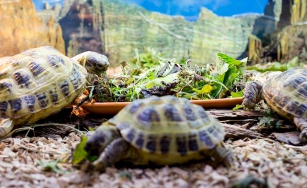 Пособие по проведению зимовки среднеазиатских черепах в домашних условиях