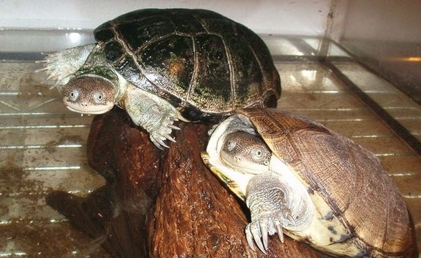 Pelusios adansonii (Белогрудая складная черепаха)