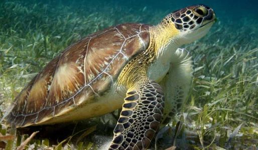 Взрослая морская черепаха
