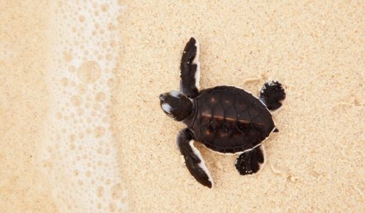 Маленькая морская черепаха