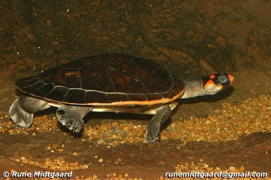Кайенская щитоногая черепаха