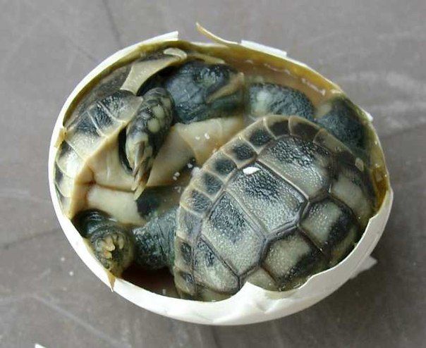 яйца черепах c черепашатами