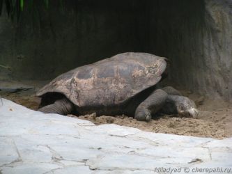 Галапагосская черепаха