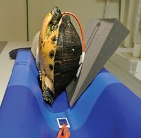 Укладка черепахи при рентгенографии