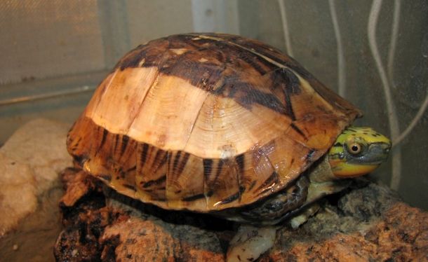 Cuora galbinifrons (Индокитайская коробчатая черепаха)