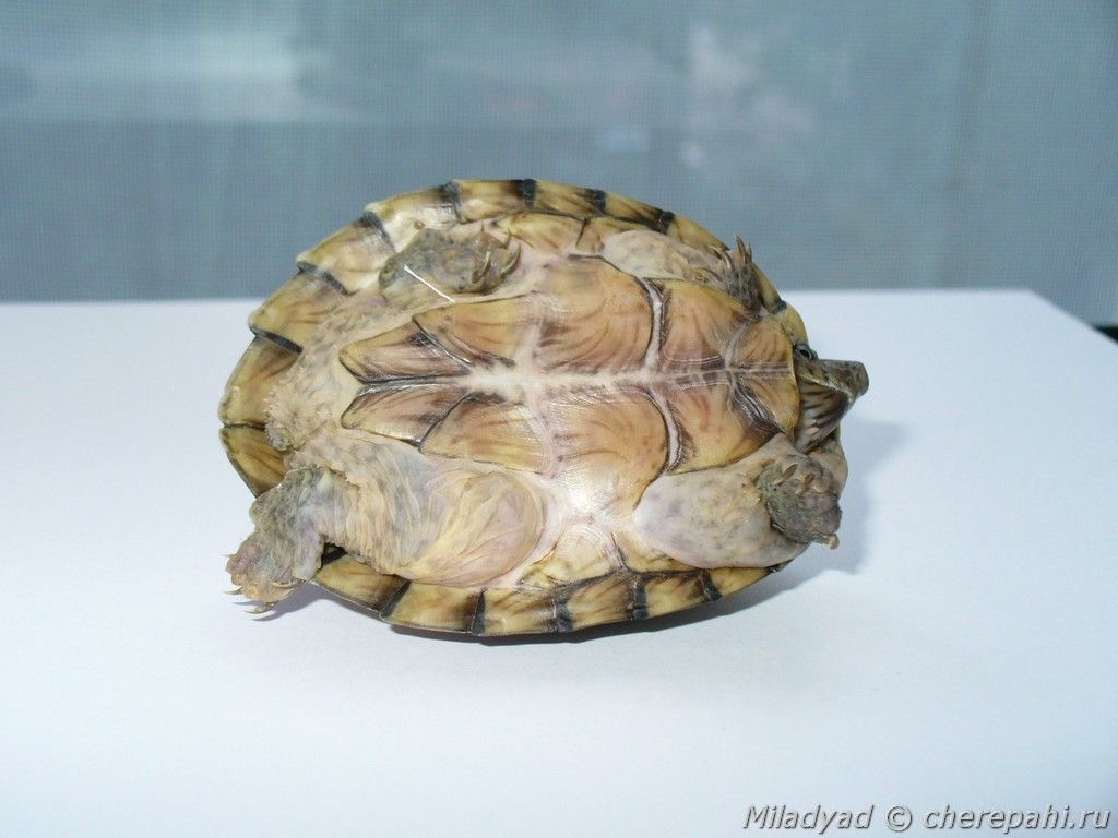 Килеватая мускусная черепаха