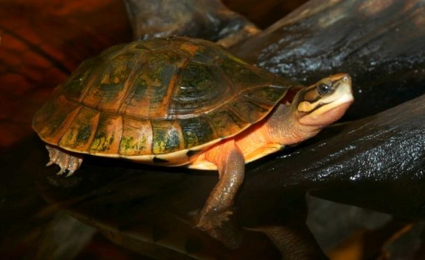 Cuora cyclornata (Вьетнамская трехполосая коробчатая черепаха)