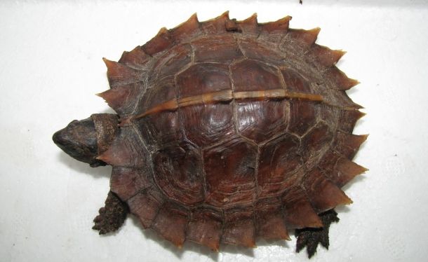 Heosemys spinosa (Колючая черепаха)