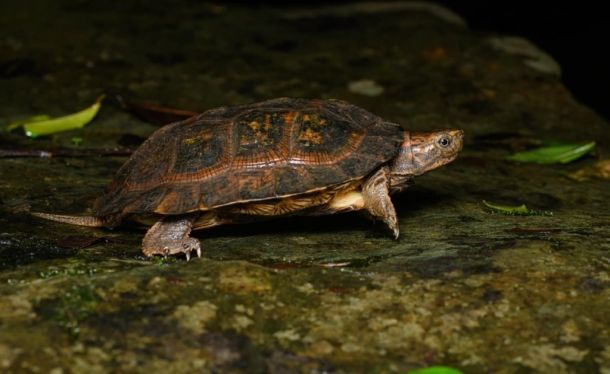 Cyclemys oldhamii (Юго-восточная азиатская листовая черепаха)
