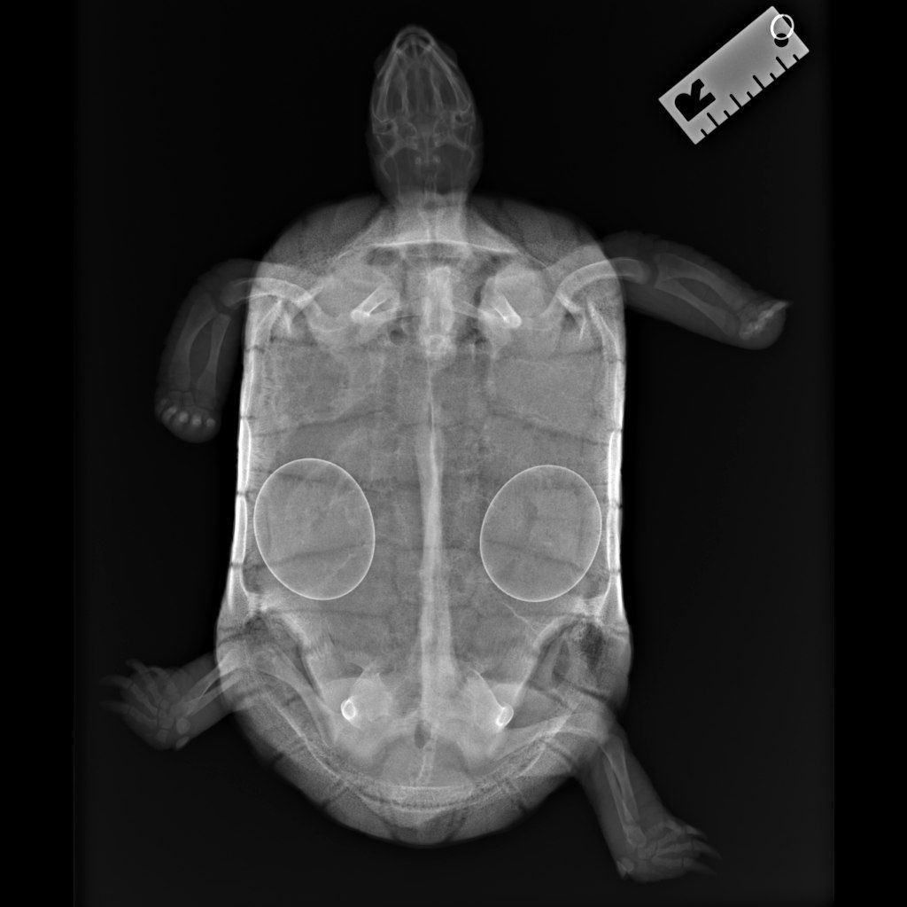 рентген черепахи
