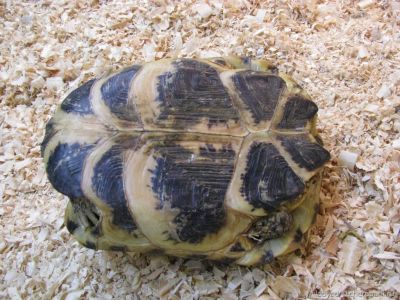 Testudo (Agrionemys) horsfieldii (Среднеазиатская степная черепаха)
