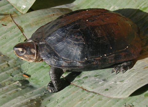 Черная черепаха