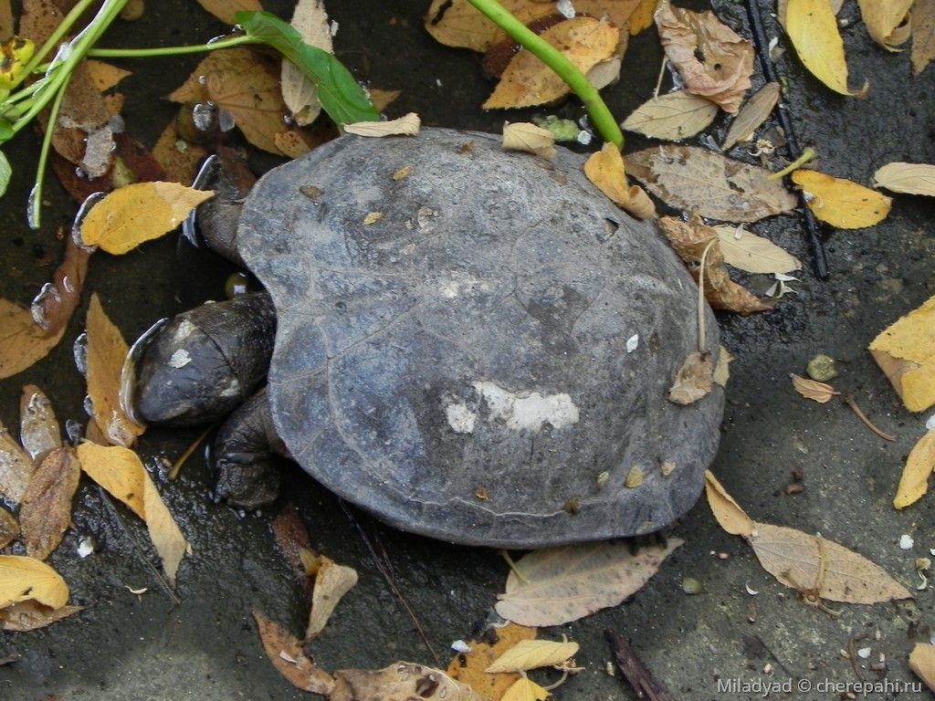 Черная черепаха