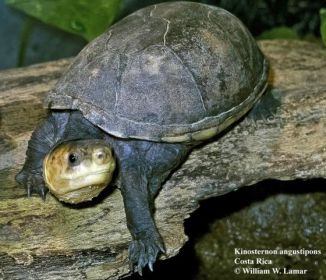 Карибская иловая черепаха