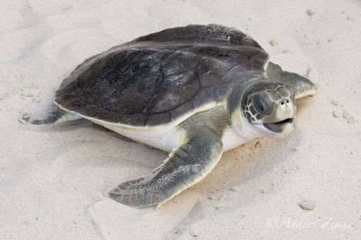 Плоскоспинная черепаха