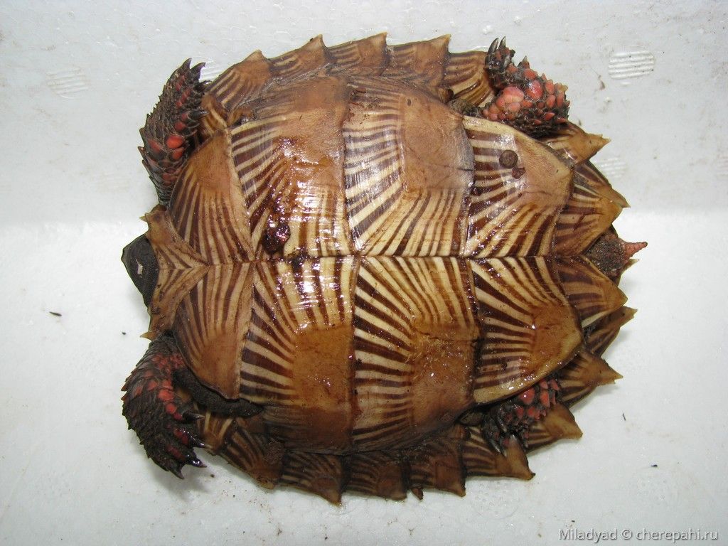 Колючая черепаха
