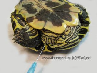 Внутримышечный укол черепахе