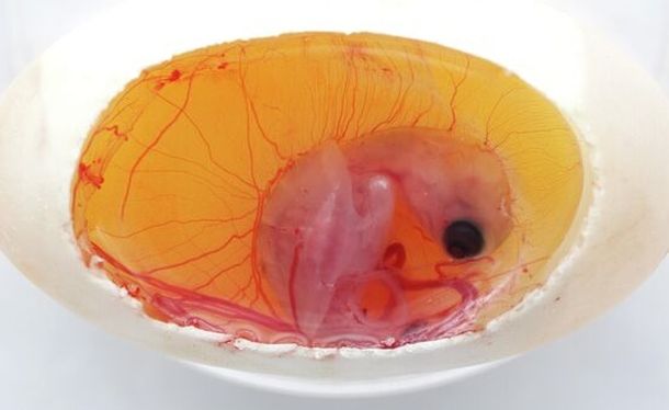 Движение эмбрионов черепах в яйце к источнику тепла