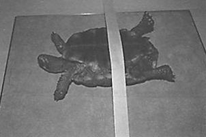 Укладка черепахи при рентгенографии в положении на спине