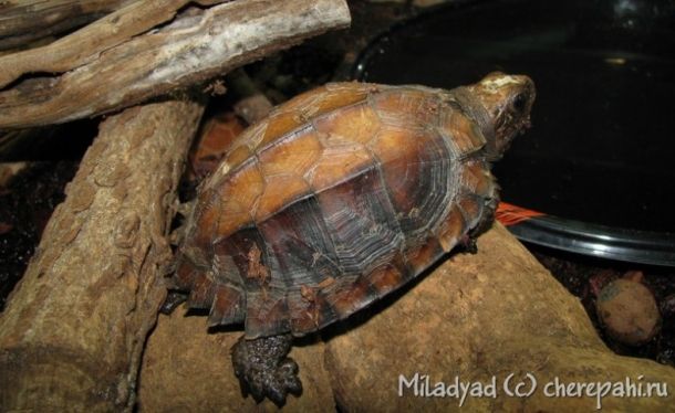 Cuora mouhotii (Индийская шиповатая черепаха)