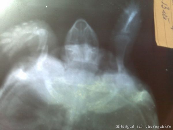 Перелом лапы среднезазиатской черепахи, рентген