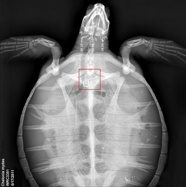 Инородные тела, рентген черепахи