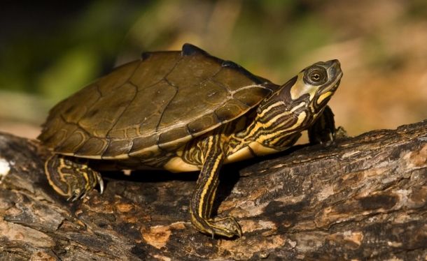 Graptemys pulchra (Алабамская географическая черепаха)