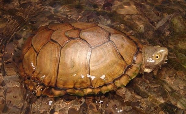 Kinosternon durangoense (Дурангская иловая черепаха)