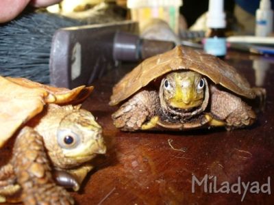 Черепаха Шпенглера - опредление пола