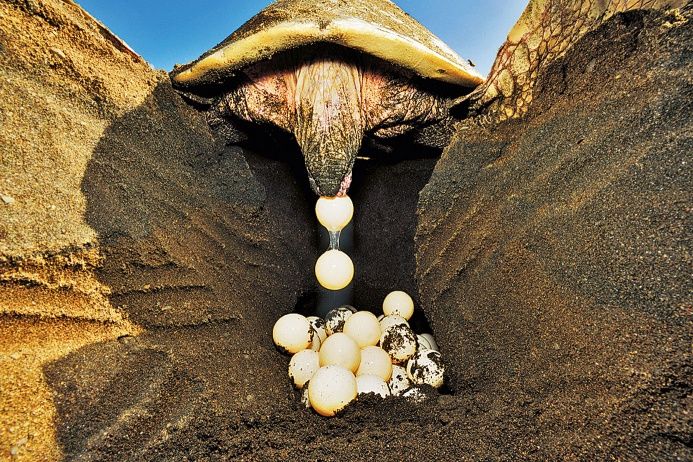 Откладка яиц черепахой