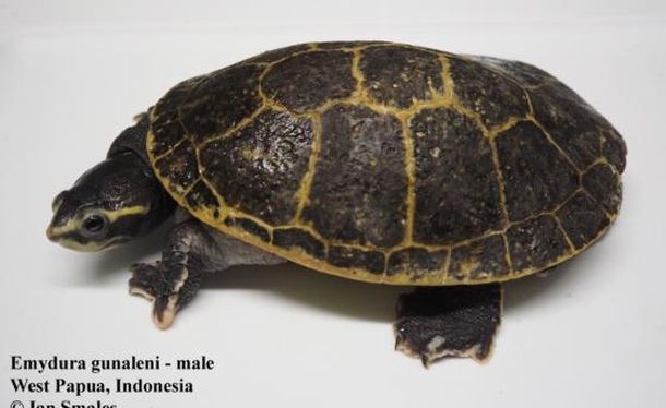 Emydura gunaleni (Короткошеяя черепаха Гуналена)
