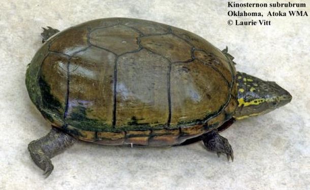 Kinosternon subrubrum (Пенсильванская иловая черепаха)