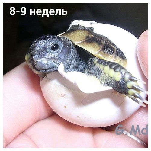 Что происходит внутри яйца черепахи во время инкубации