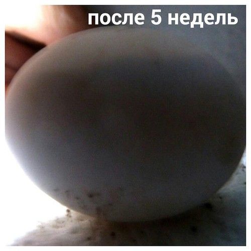 После 2-3 недель инкубирования яйцо принимает белоснежный цвет. Это уже должно быть хорошо видно без подсвечивания.