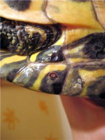 Бактериальная инфекция панциря у черепахи