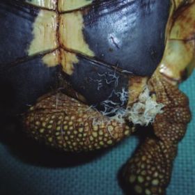 Гельминтозы (оксиуриды) у черепах