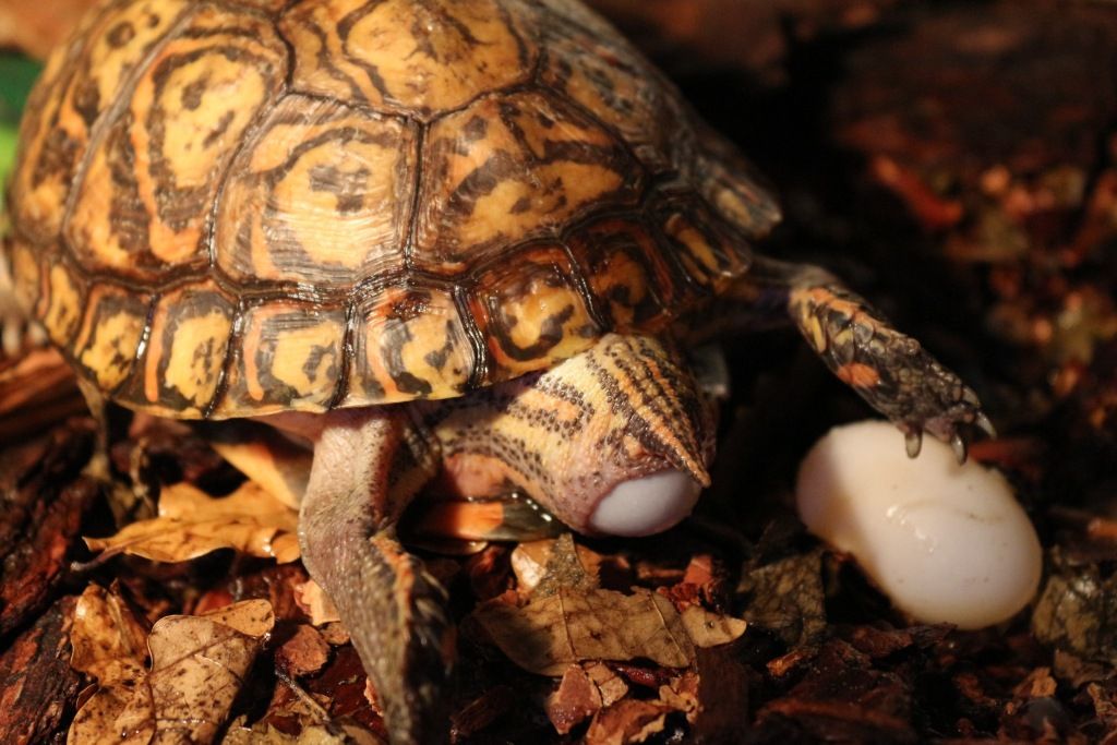 откладка яиц великолепной лесной черепахой