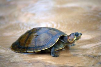 Оринокская щитоногая черепаха